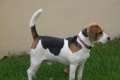 Macho beagle con pedigree para cruce