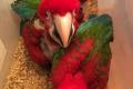 Männchen und Weibchen 8 Wochen alte rot-grüne Ara-Papageien