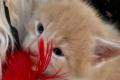 Maine Coon Kätzchen aus der Zentralschweiz mit Stammbaum