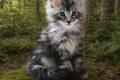 Maine Coon kitten