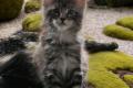 Maine Coon kitten