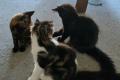 Maine Coon Kitten mit herausragendem Stammbaum