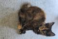 Maine Coon Kitten mit herausragendem Stammbaum