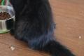 Maine Coon Kitten mit herausragendem Stammbaum