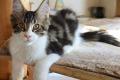 Maine Coon Kitten mit herausragendem Stammbaum