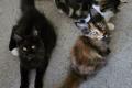 Maine Coon Kitten mit herausragendem Stammbaum