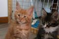 Maine Coon Kitten mit herausragendem Stammbaum