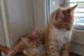 Maine Coon Kitten mit herausragendem Stammbaum