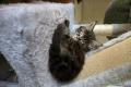 Maine Coon Kitten mit herausragendem Stammbaum