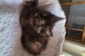 Maine Coon Kitten mit herausragendem Stammbaum