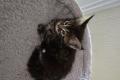 Maine Coon Kitten mit herausragendem Stammbaum
