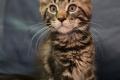 Maine Coon Kitten mit herausragendem Stammbaum