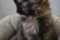 Maine Coon Kitten mit herausragendem Stammbaum