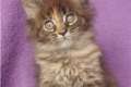 Maine Coon Kitten - solid und tabby !!!