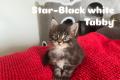 Maine Coon Kitten suchen ein liebevolles Zuhause