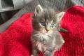 Maine Coon Kitten suchen ein liebevolles Zuhause