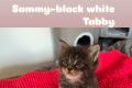 Maine Coon Kitten suchen ein liebevolles Zuhause