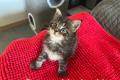 Maine Coon Kitten suchen ein liebevolles Zuhause
