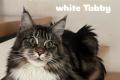Maine Coon Kitten suchen ein liebevolles Zuhause