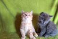 Maine coon/Neva Masquarade Mix Kitten
