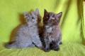 Maine coon/Neva Masquarade Mix Kitten