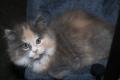 Maine Coon/Perser Mischlings Baby's suchen ein 