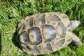 Maurische Landschildkröten Nachzuchten 2012