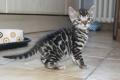 Menschenbezogene, prächtige Bengal Kitten - aus seriöser Zucht