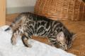 Menschenbezogene, prächtige Bengal Kitten - aus 