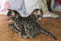 Menschenbezogene, prächtige Bengal Kitten - aus 