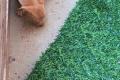 Milo, a.d.Tierschutz, liebenswert, verspielt