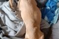 Milo, a.d.Tierschutz, liebenswert, verspielt