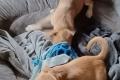 Milo, a.d.Tierschutz, liebenswert, verspielt