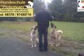 Mobile Hundeschule ach für herdenschutzhunde z.B.Kangal
