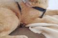 Murna sucht Happy-Home