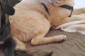 Murna sucht Happy-Home
