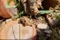 Nachzuchten der Griechischen Landschildkröten Testudo hermanni