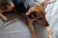 Nana, a.d.Tierschutz, sucht liebes Zuhause
