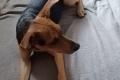 Nana, a.d.Tierschutz, sucht liebes Zuhause