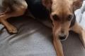 Nana, a.d.Tierschutz, sucht liebes Zuhause