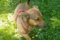 Nano, a.d.Tierschutz, sucht Happy-Home