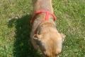 Nano, a.d.Tierschutz, sucht Happy-Home