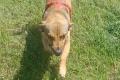 Nano, a.d.Tierschutz, sucht Happy-Home