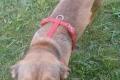 Nano, a.d.Tierschutz, sucht Happy-Home