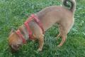 Nano, a.d.Tierschutz, sucht Happy-Home