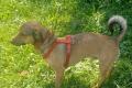 Nano, a.d.Tierschutz, sucht Happy-Home