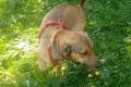 Nano, a.d.Tierschutz, sucht Happy-Home