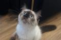 Neva Masquarada Sibirische Katze reinrassig