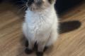 Neva Masquarada Sibirische Katze reinrassig