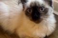 Neva Masquarada Sibirische Katze reinrassig